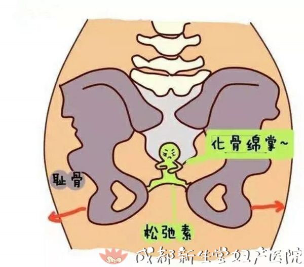 耻骨耻骨联合