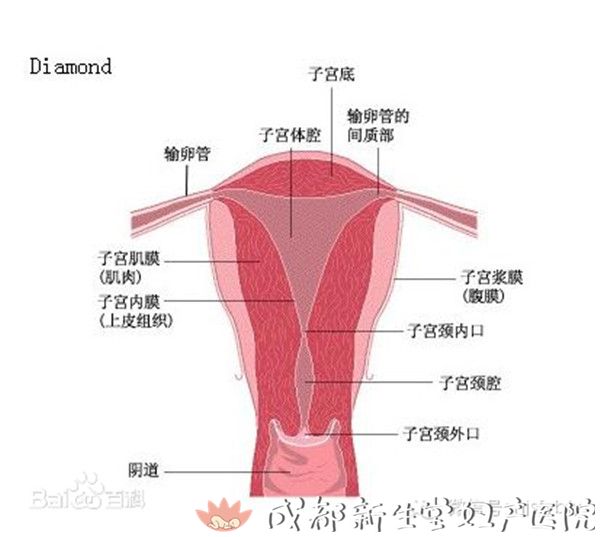 成都专业的妇产医院,新生堂妇产医院,成都顺产医院,瘢痕子宫顺产医院