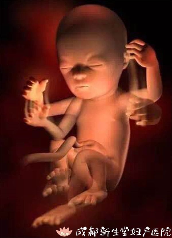 17周胎儿在腹部位置图,怀孕第17周胎儿图片 胎儿在妈妈肚子里的生活,可比你想象中的更有趣!