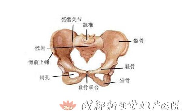 怀孕期间,孕妈妈会分泌松弛肽帮助韧带松弛,让两片耻骨间的距离增大
