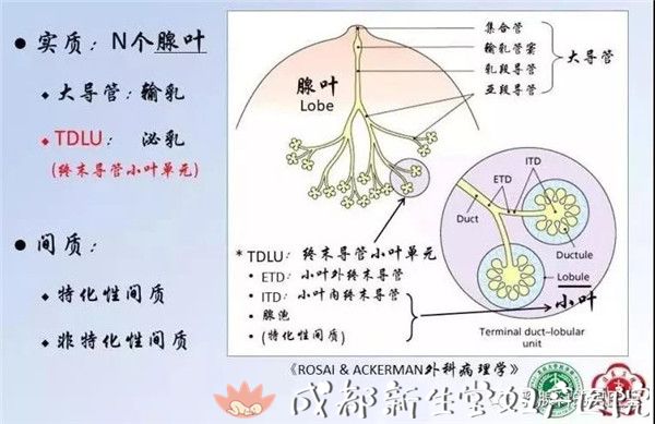 乳头感受器受吮吸动作的刺激,反射性地引起乳腺组织中腺泡和细小导管