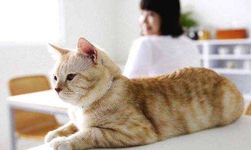 怀孕了可以养猫吗？-成都新生堂妇女儿童医院,成都妇产医院,成都高水平的妇产医院,成都专业的妇产医院,新生堂妇产医院,成都顺产医院,瘢痕子宫,母乳喂养,侧切