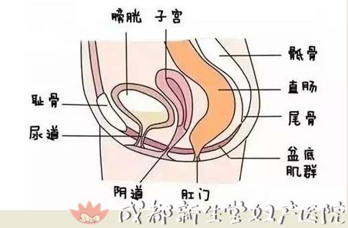 成都妇产医院,成都高水平的产科医院,成都专业的妇产医院,新生堂妇产医院，成都顺产医院，瘢痕子宫顺产医院，母乳喂养高的医院，侧切低的医院，产后漏尿，盆底康复